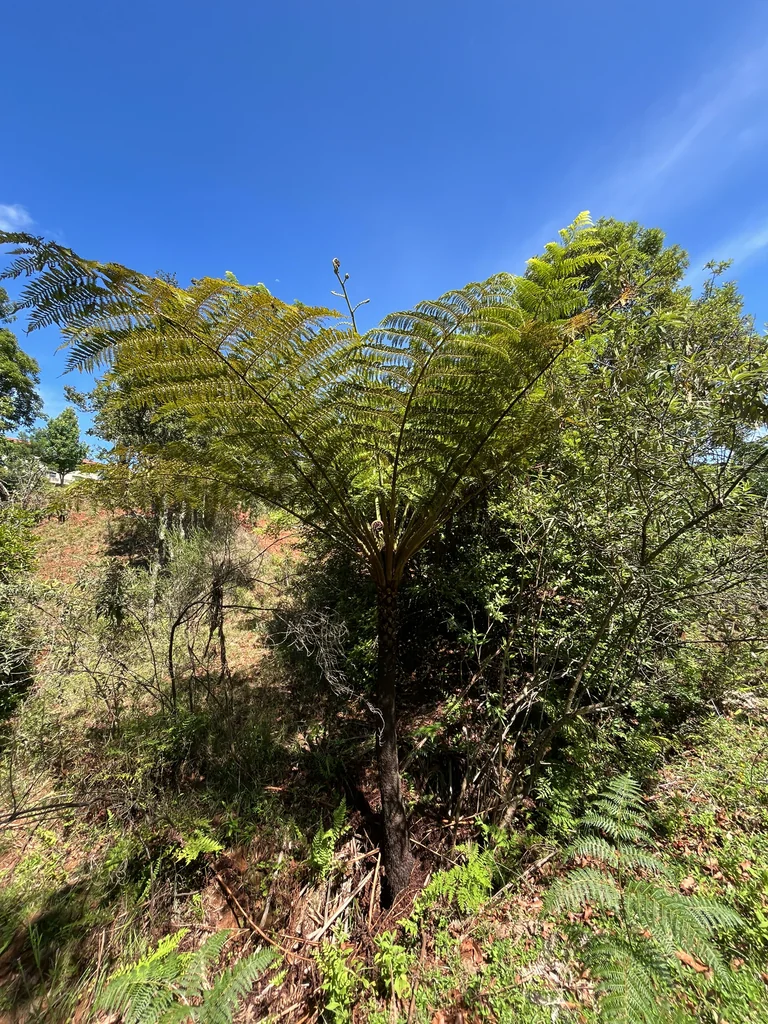 Cyathea cooperi