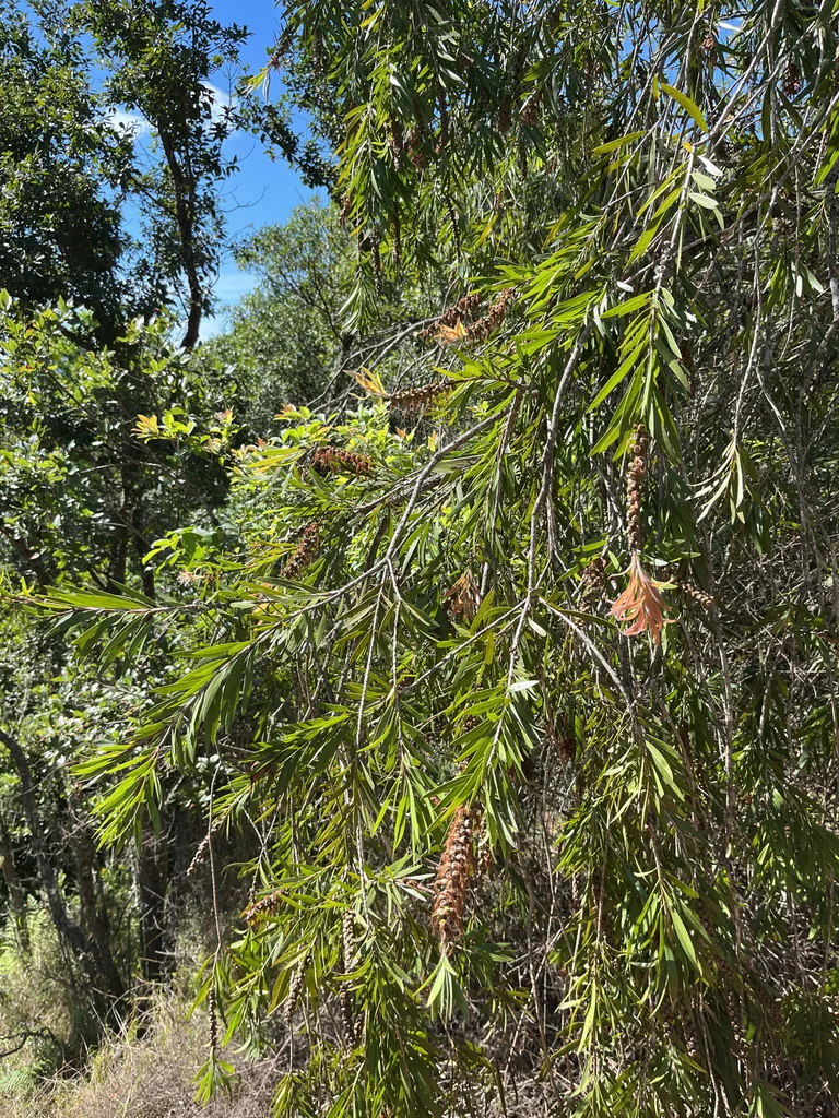 Callistemon Viminalis