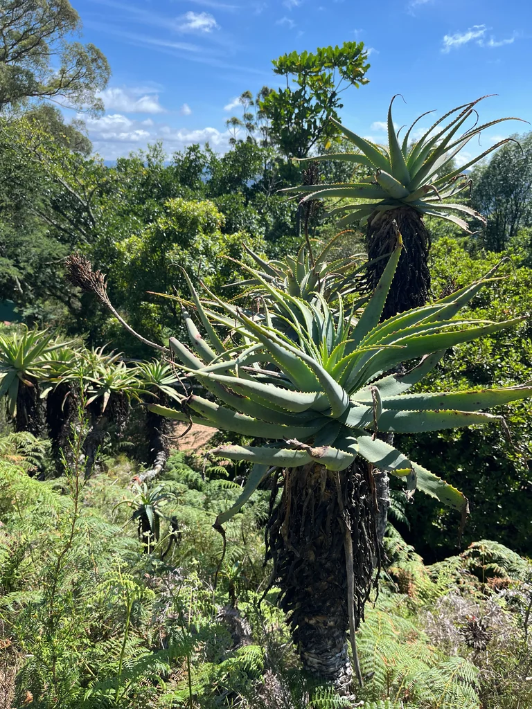 Aloe Arborescens