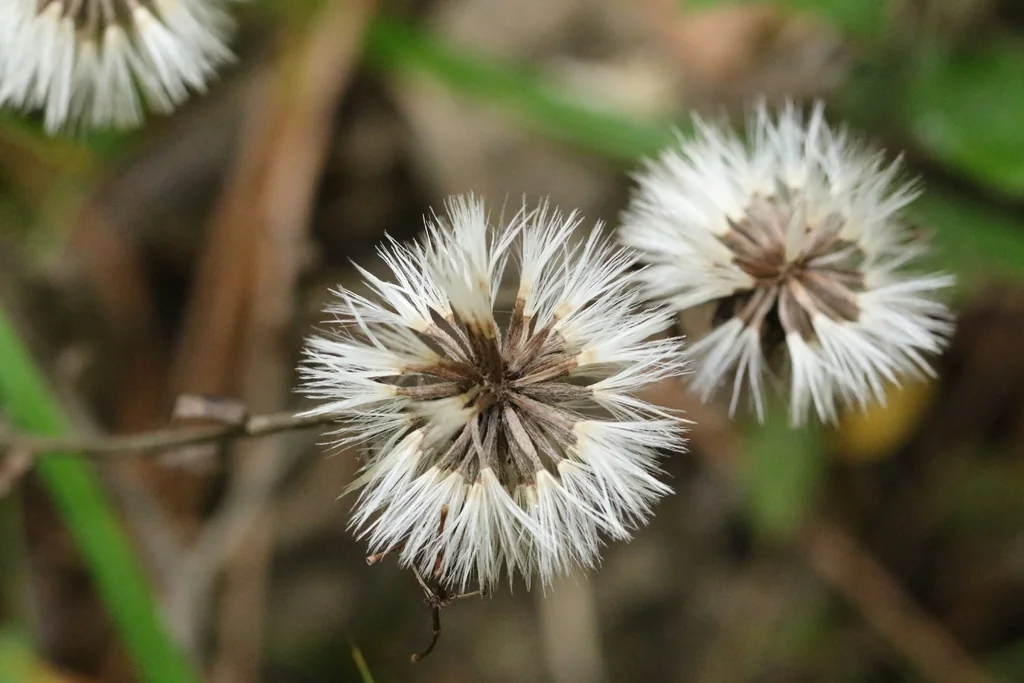 Farfugium Japonicum