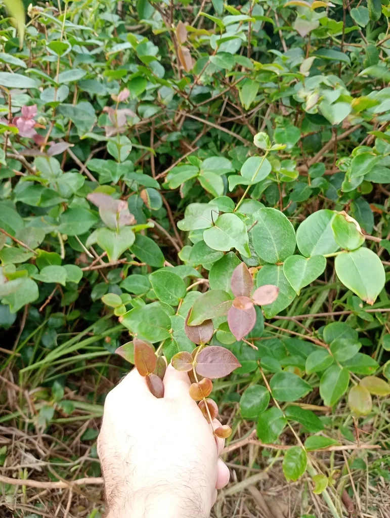 Eugenia Uniflora