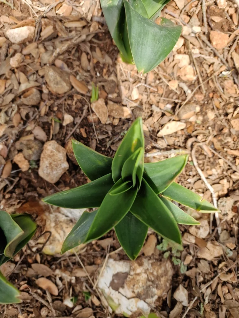 Drimia maritima