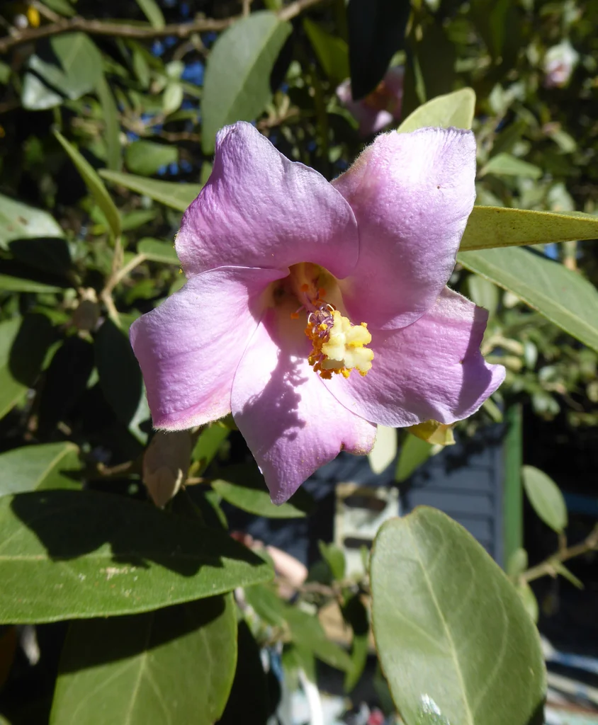 Lagunaria Patersonii