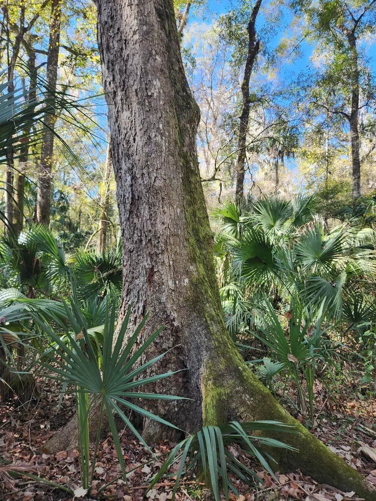 Quercus Michauxii