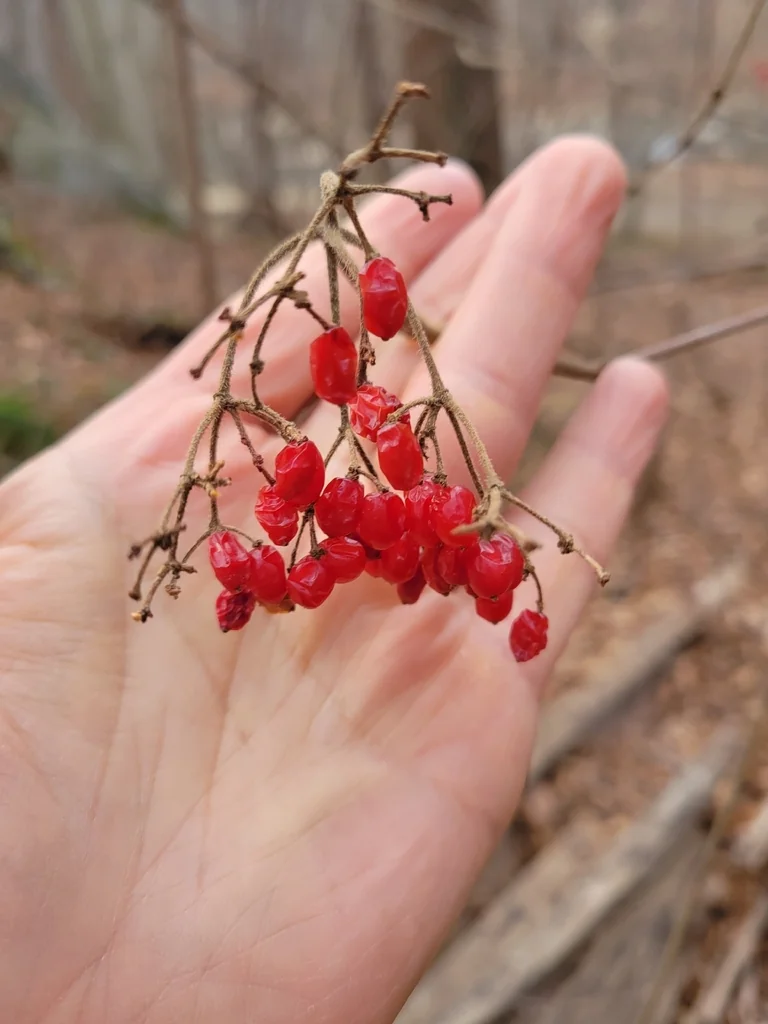 Viburnum dilatatum