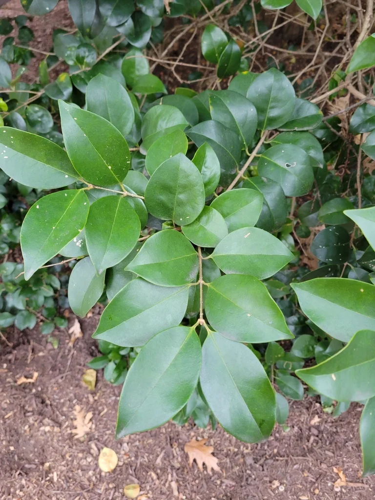 Ligustrum Japonicum