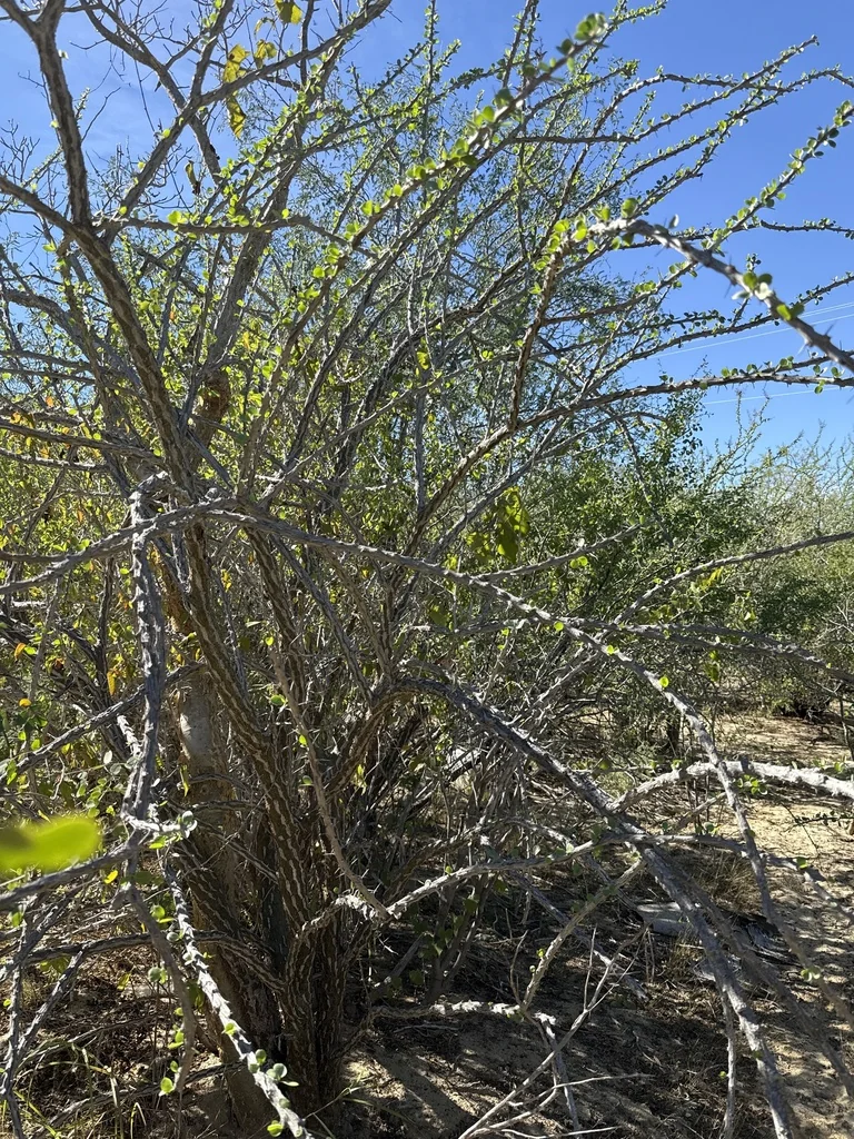 Fouquieria Diguetii