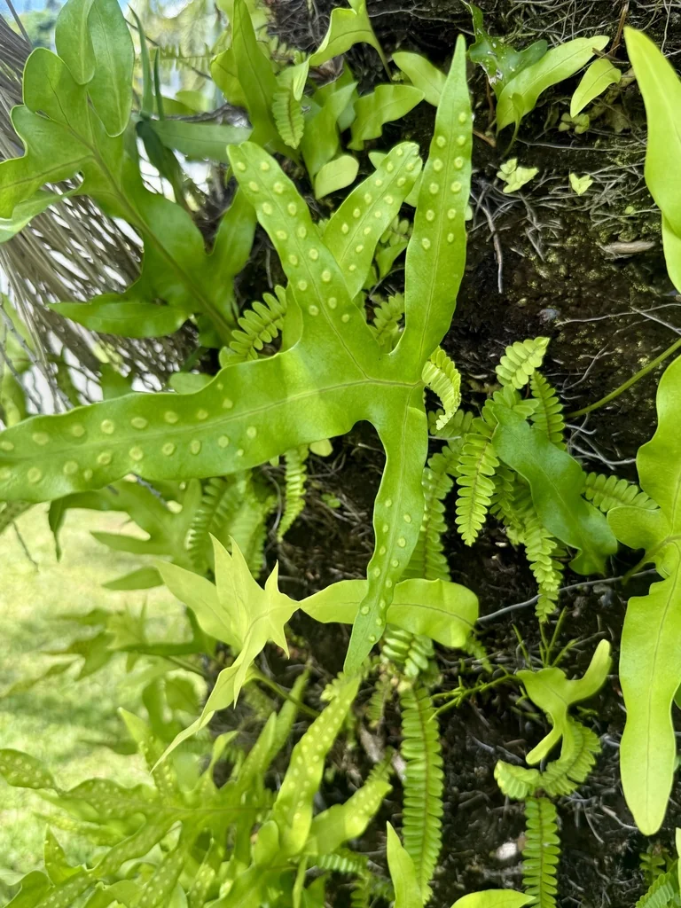 Polypodium Scolopendria