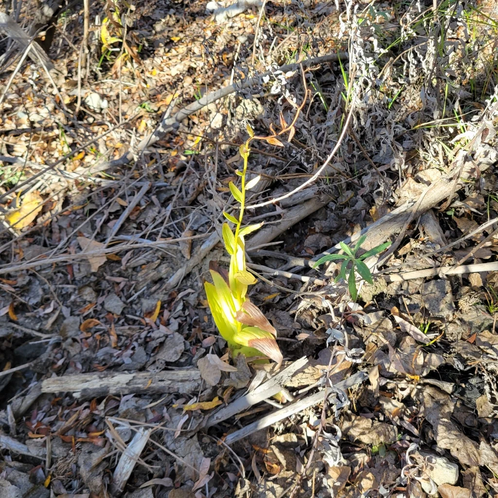 Epipactis Gigantea