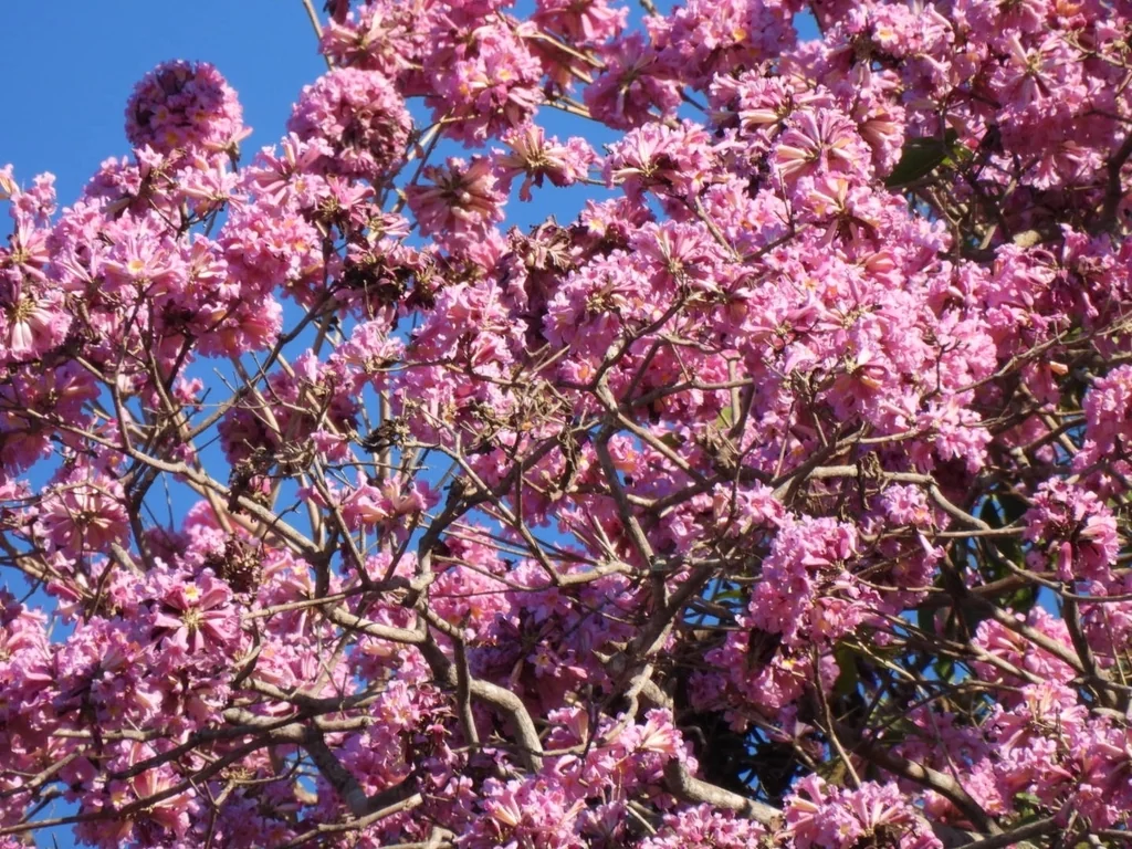 Tabebuia Impetiginosa