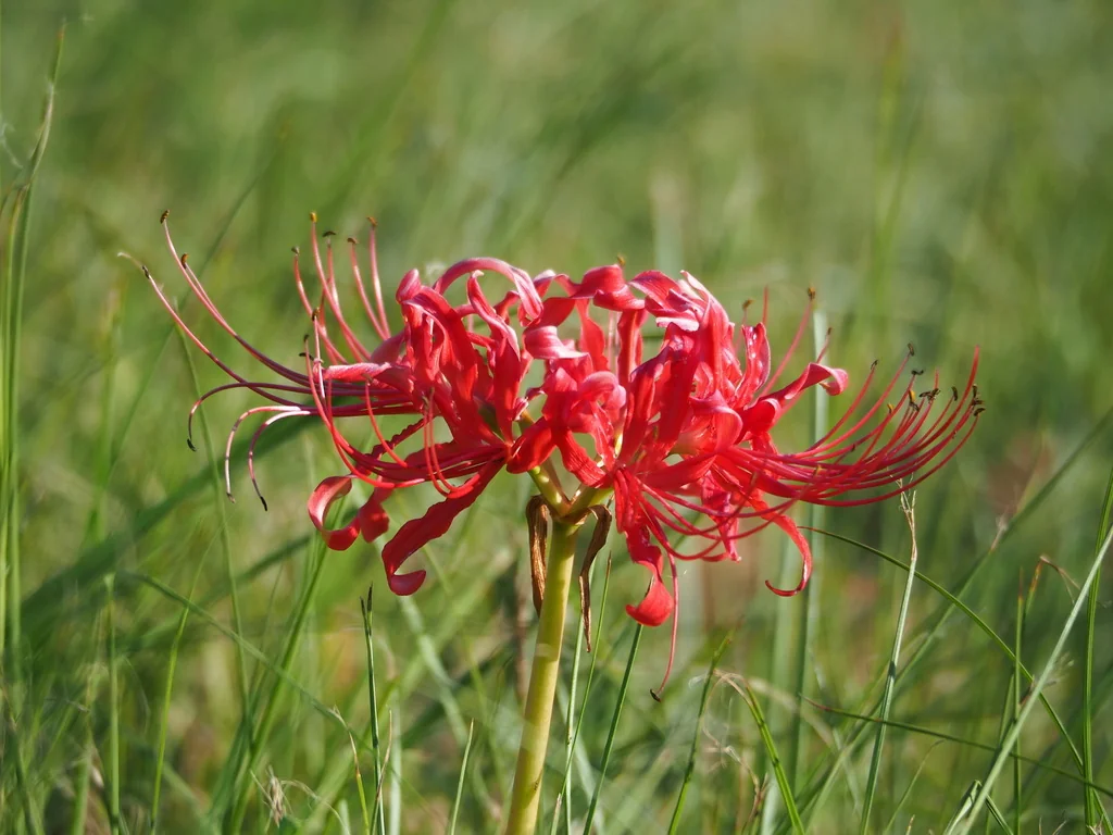 Lycoris Radiata