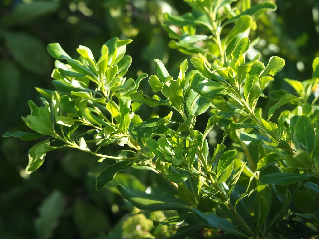 Pittosporum Tobira