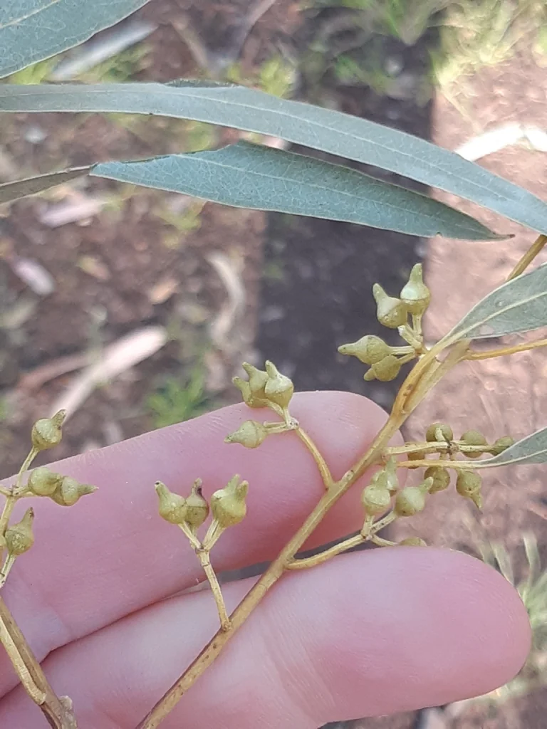 Eucalyptus Camaldulensis
