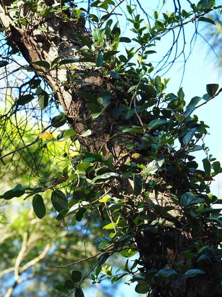 Ficus Pumila