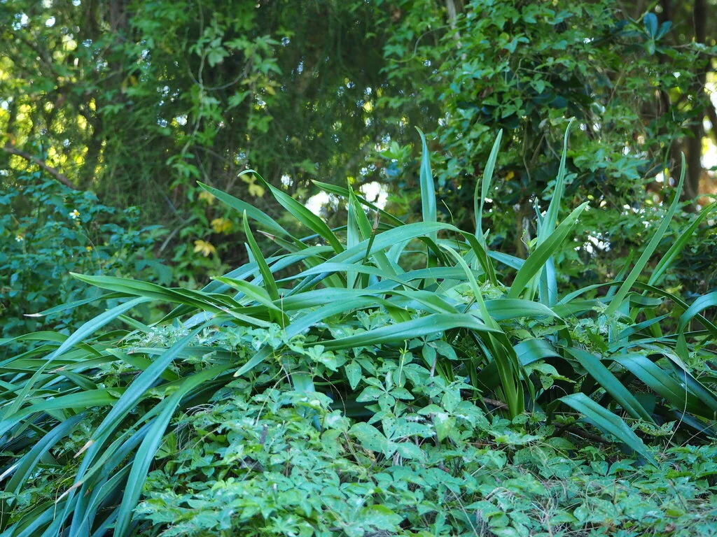 Dianella Ensifolia