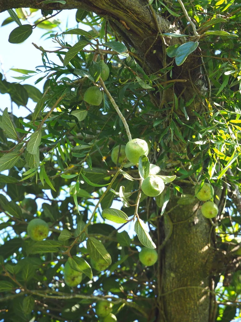 Ficus Pumila