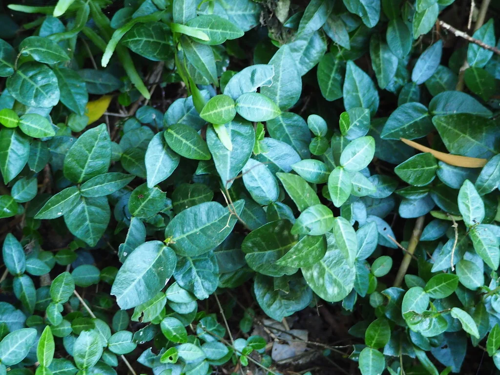 Trachelospermum Jasminoides