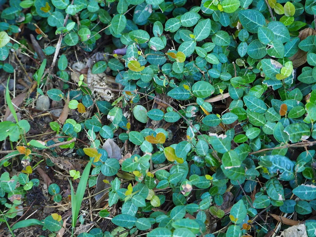 Trachelospermum Asiaticum