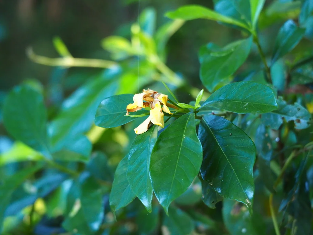 Gardenia Jasminoides