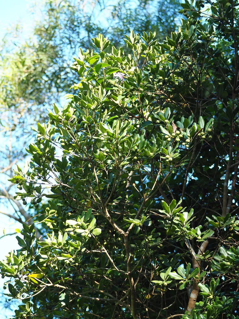 Pittosporum Tobira