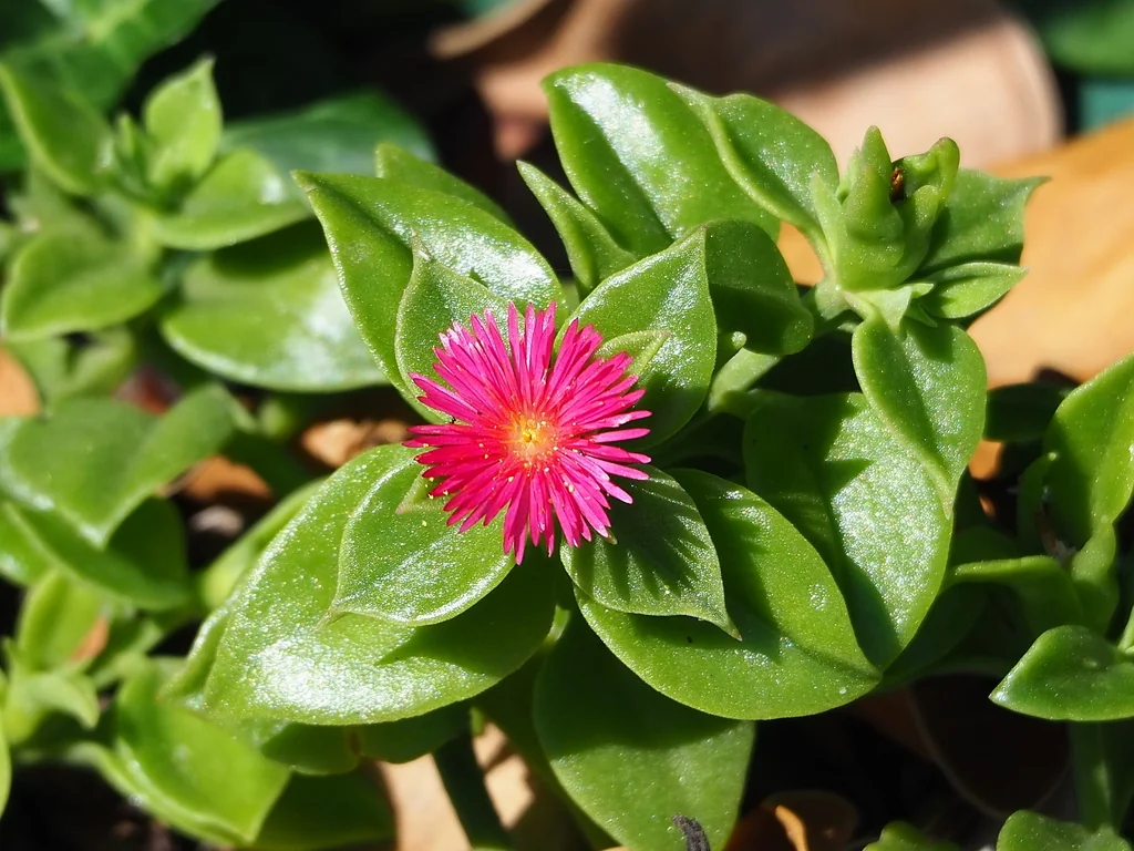 Aptenia cordifolia