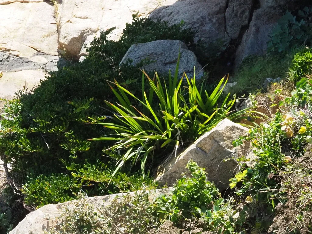 Dianella Ensifolia