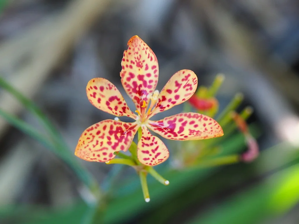 Iris Domestica