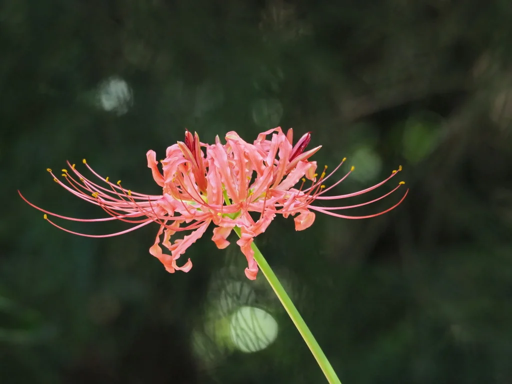 Lycoris Radiata