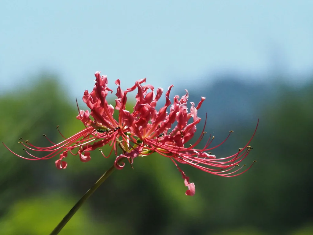 Lycoris Radiata