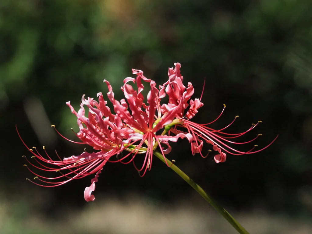 Lycoris Radiata