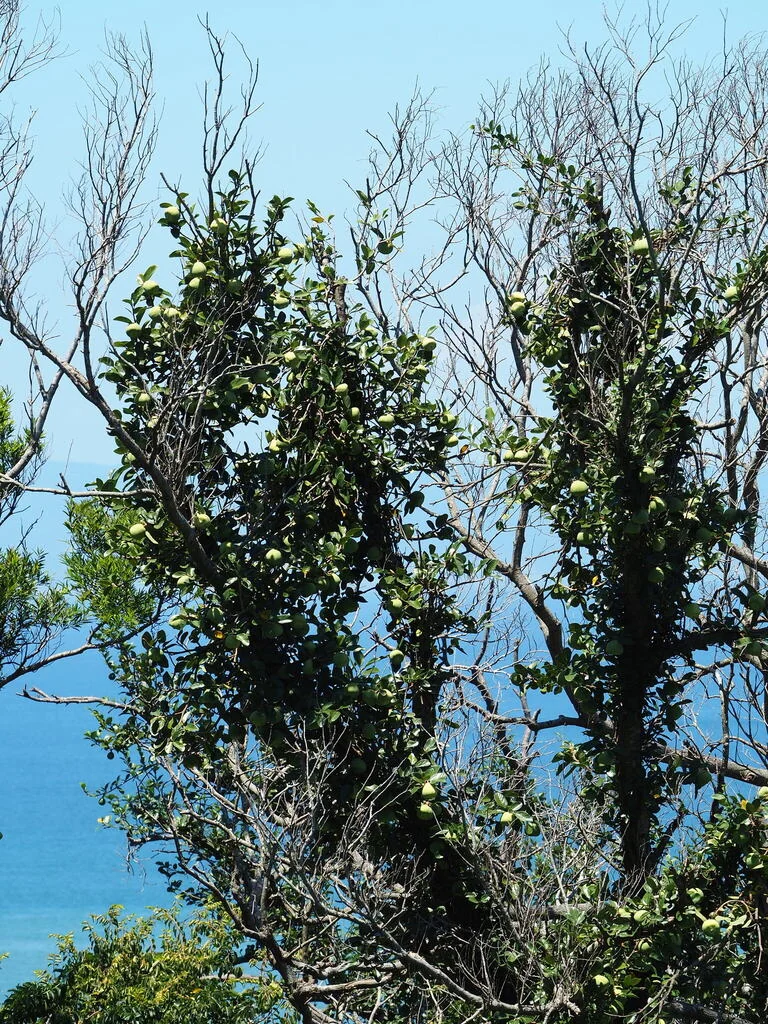 Ficus Pumila