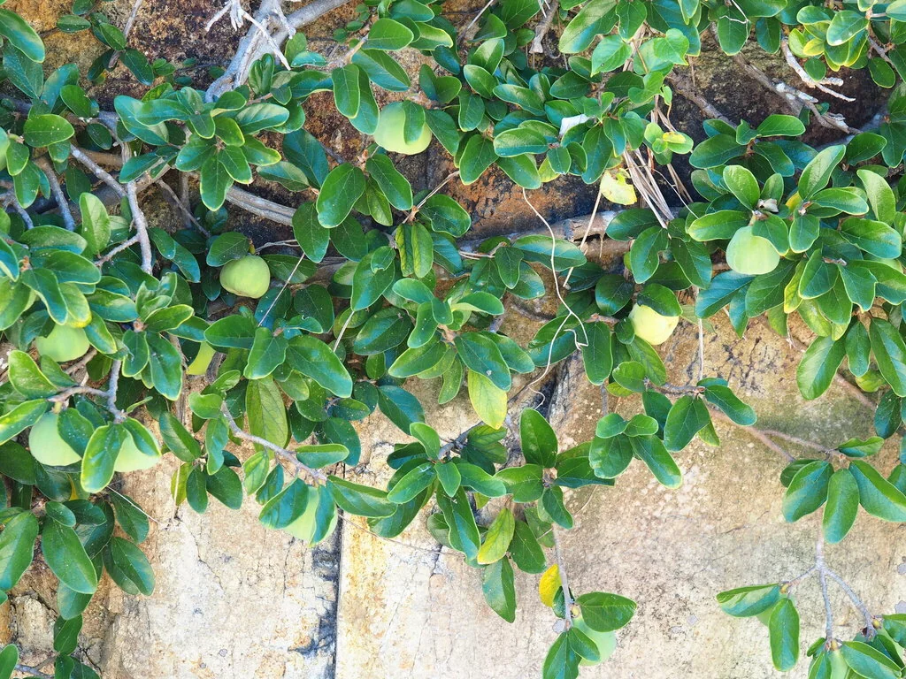 Ficus Pumila