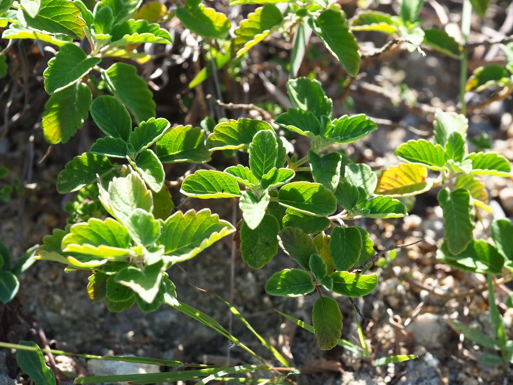 Caryopteris incana