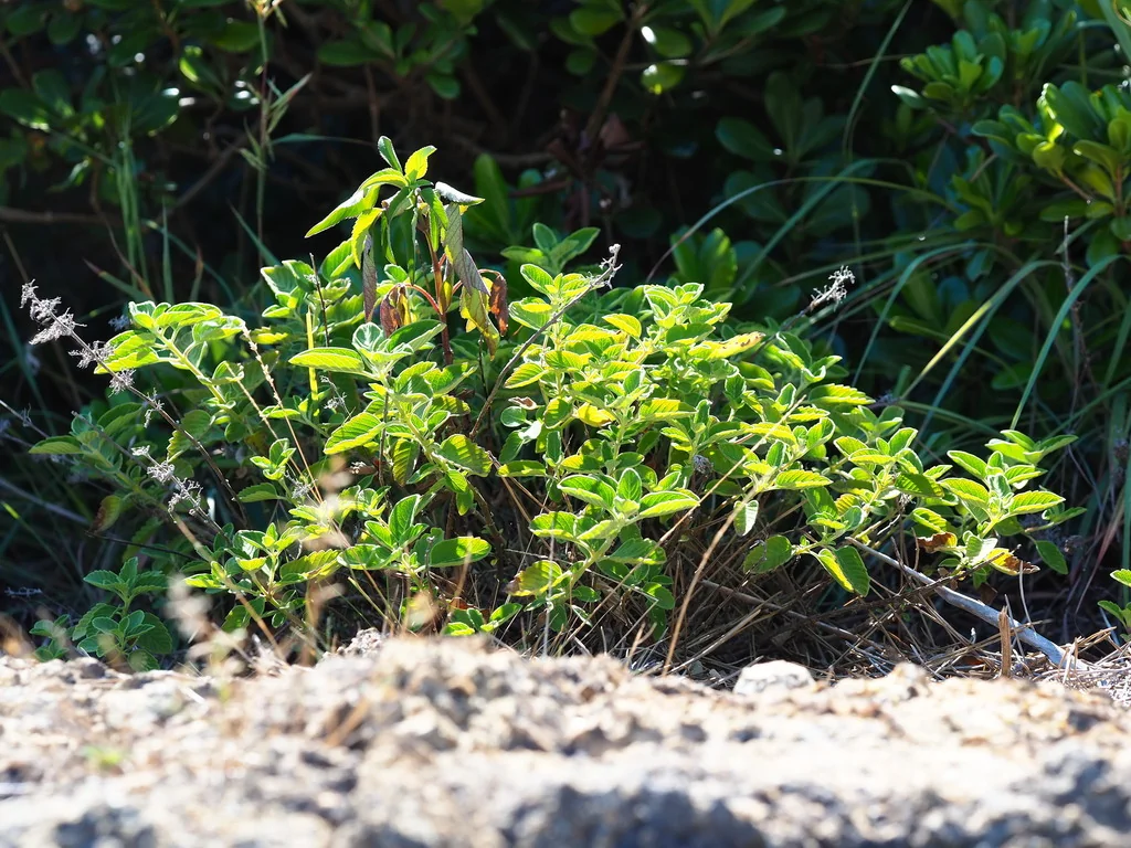 Caryopteris incana