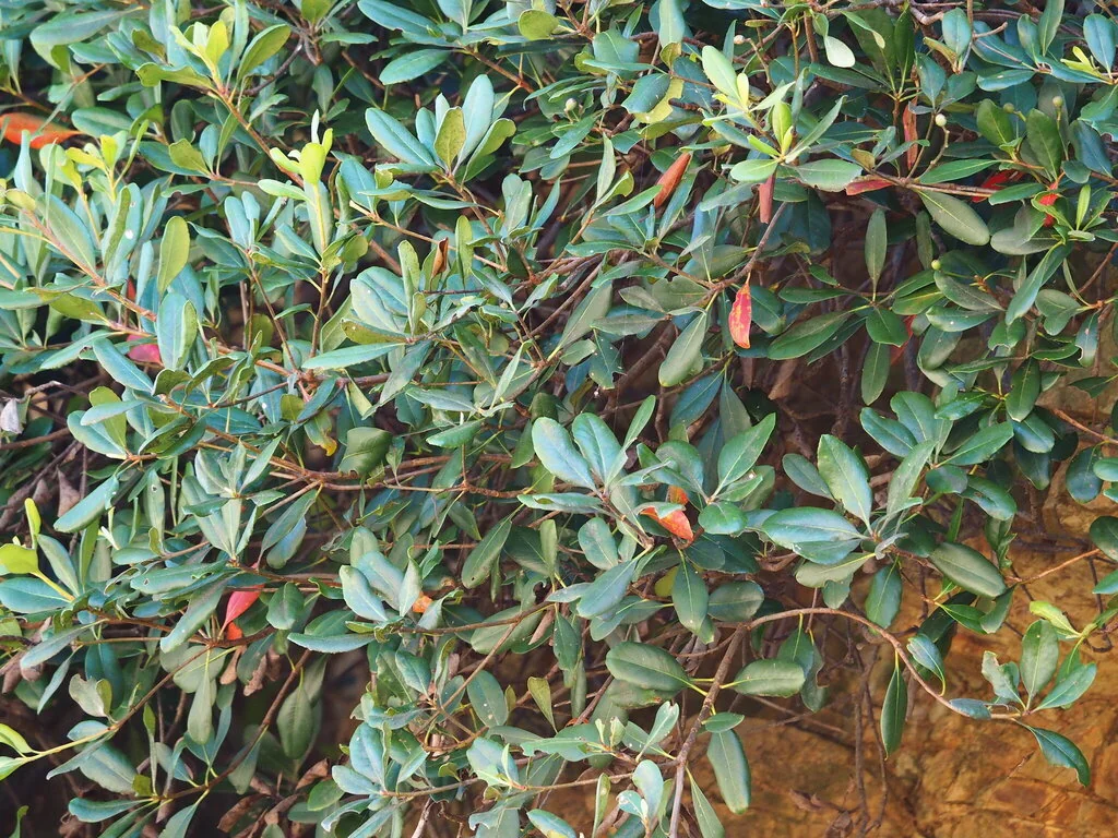 Rhaphiolepis Umbellata