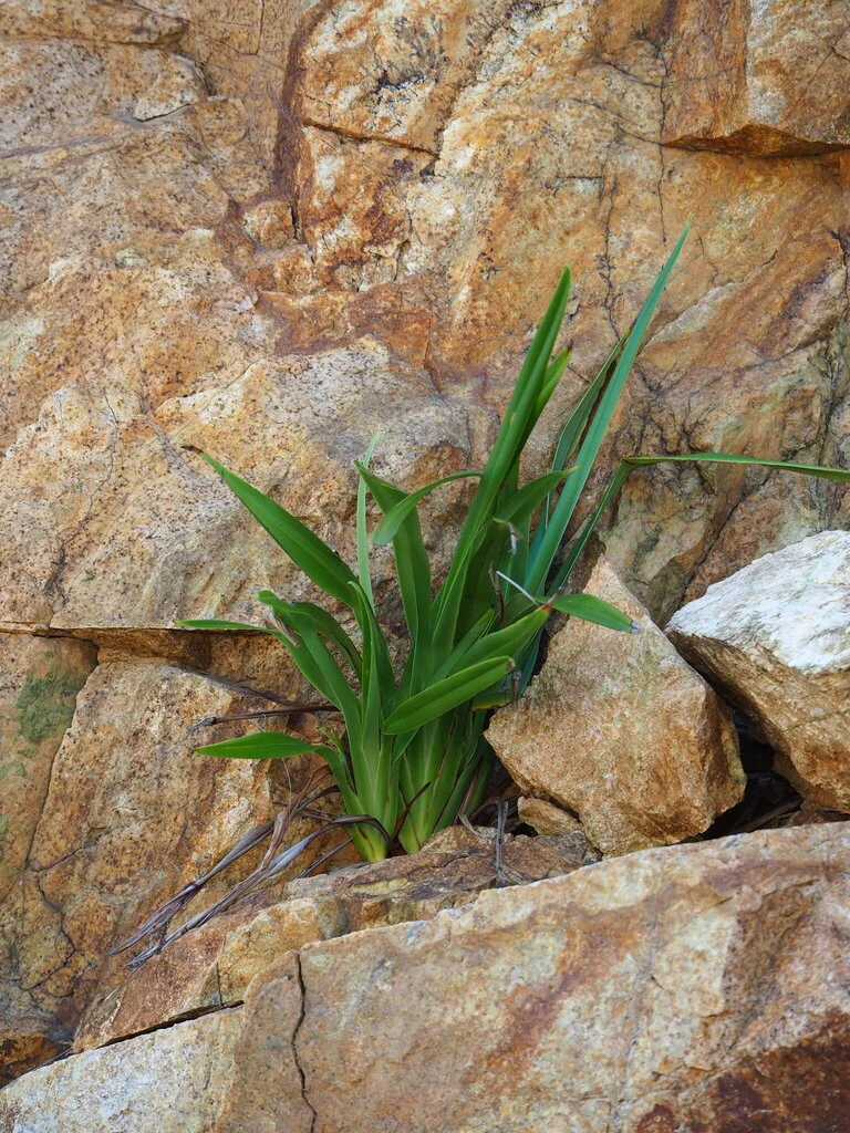 Dianella Ensifolia