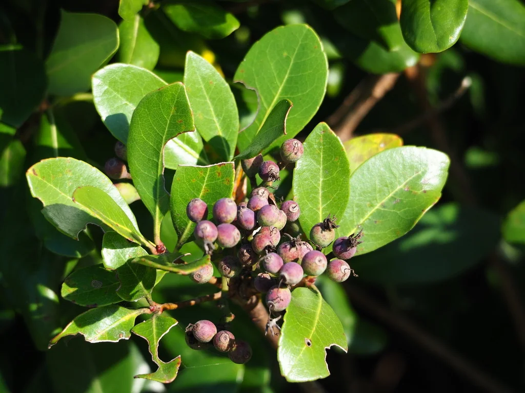 Rhaphiolepis Umbellata