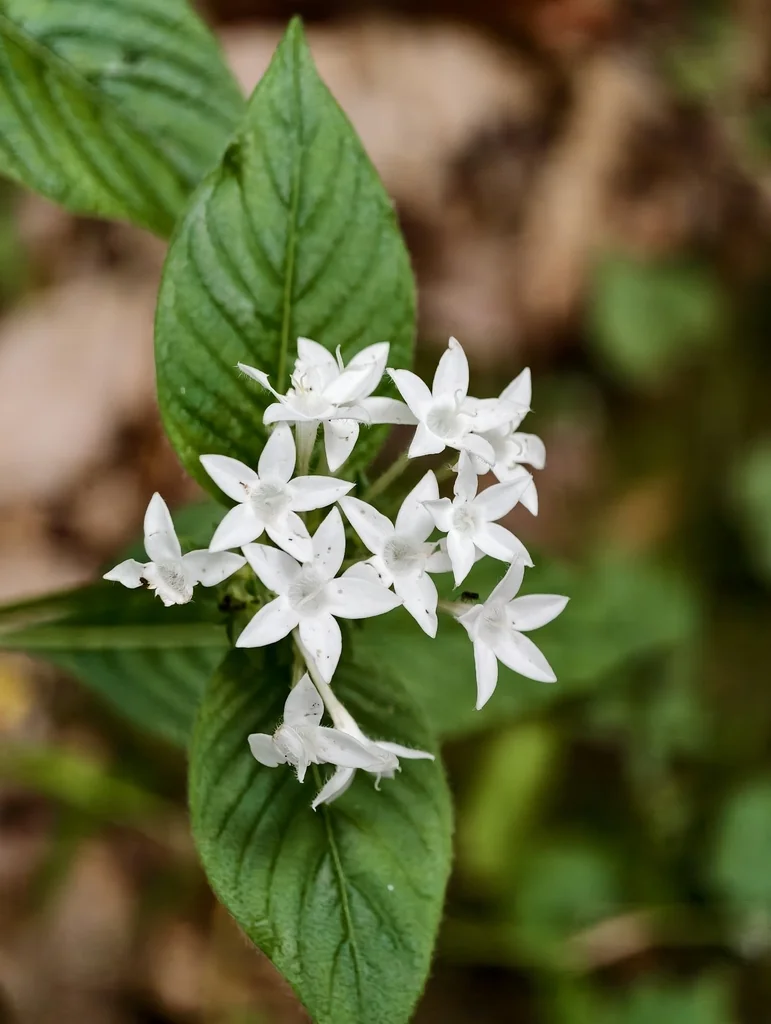 Pentas lanceolata