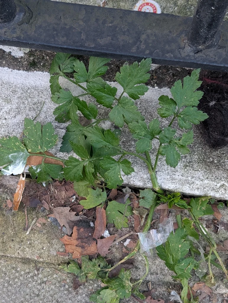 Petroselinum Crispum