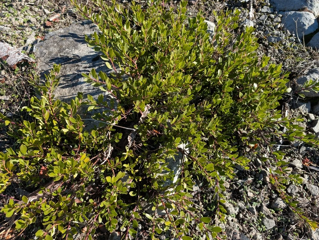 Arctostaphylos Nevadensis