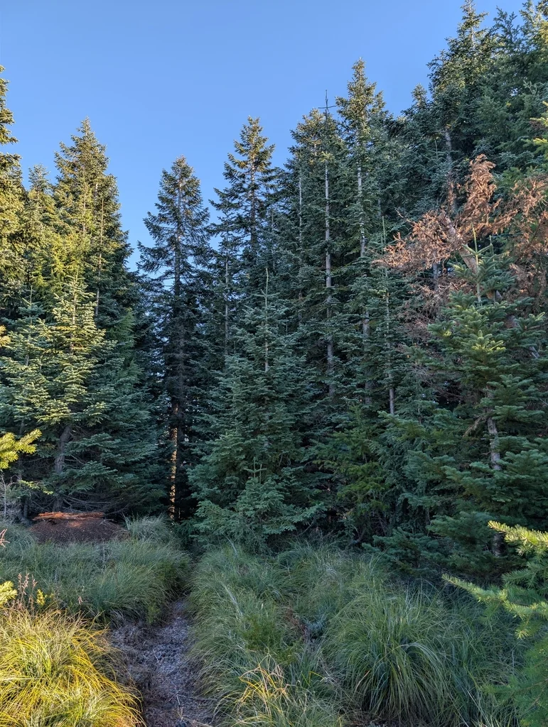 Abies Procera