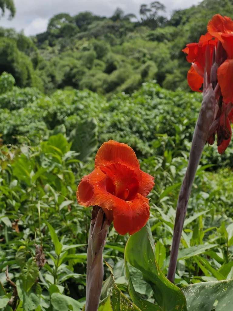 Canna generalis