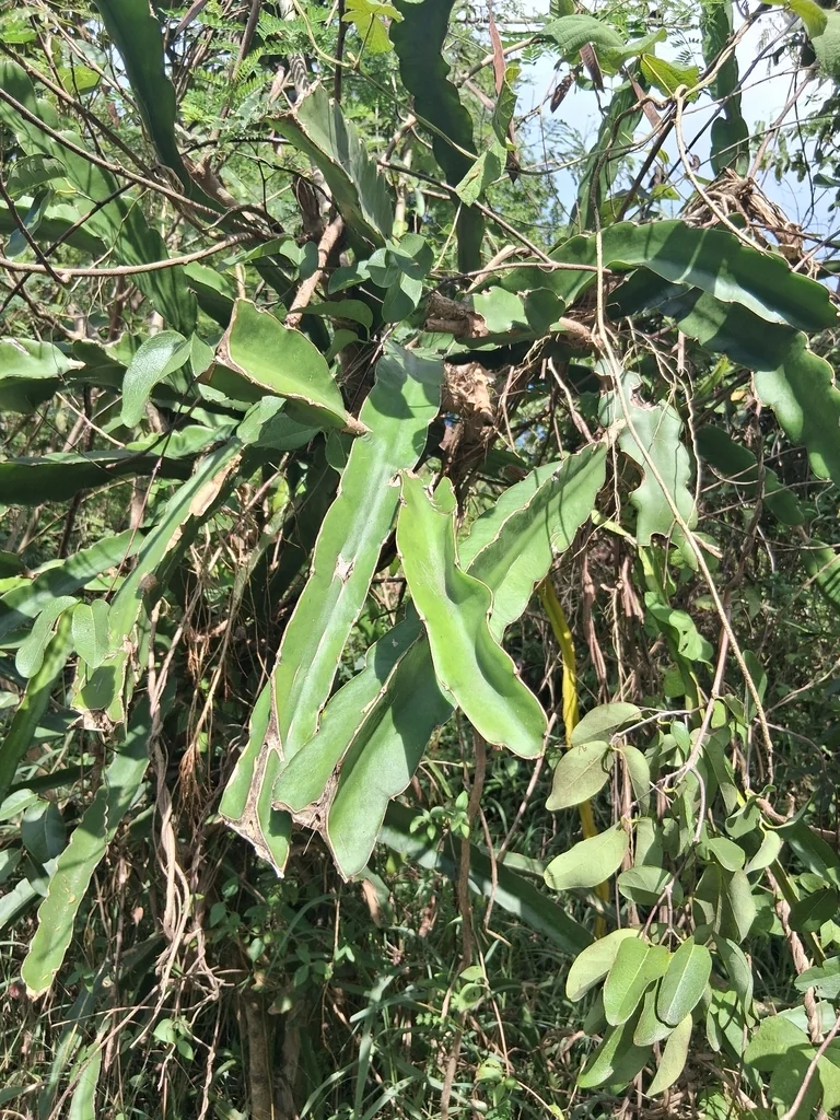 Hylocereus Undatus