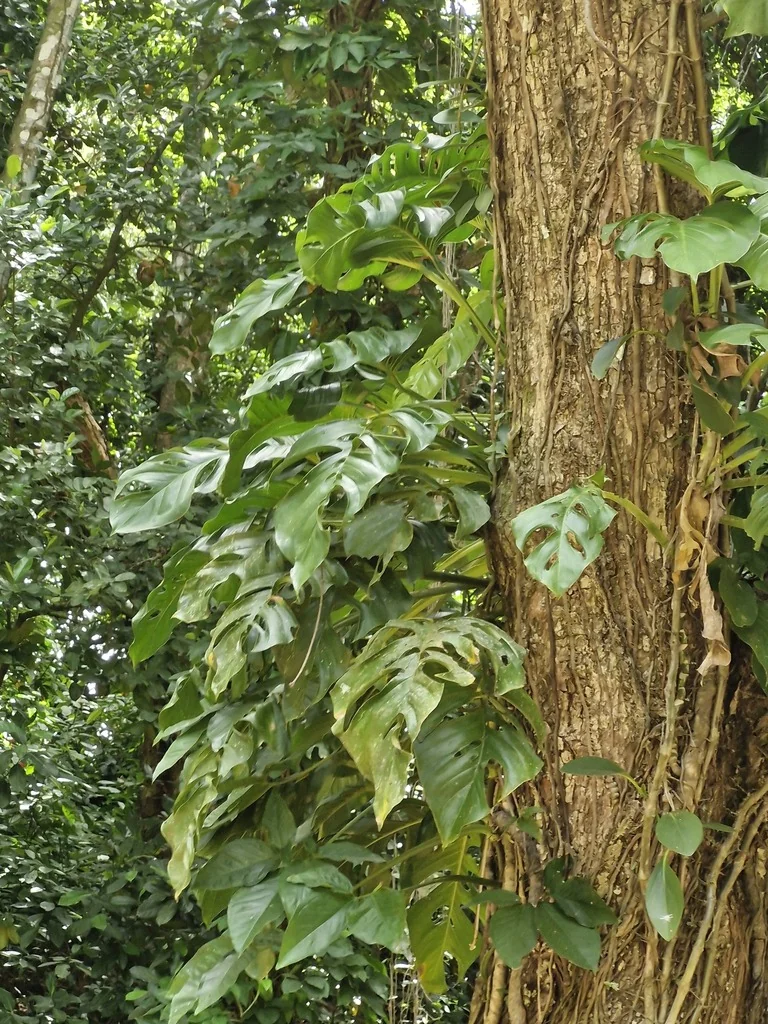 Monstera adansonii