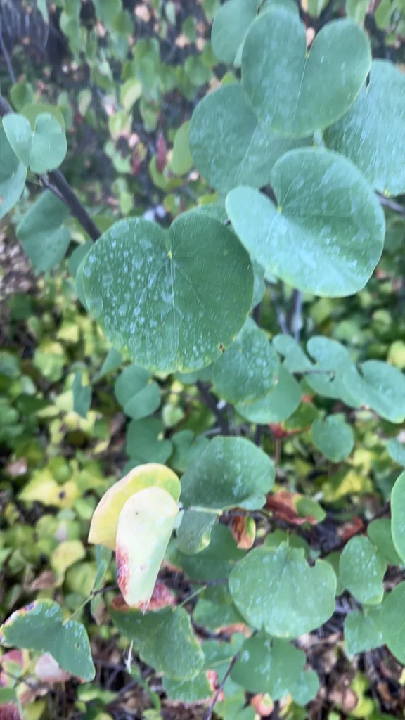 Cercis Occidentalis