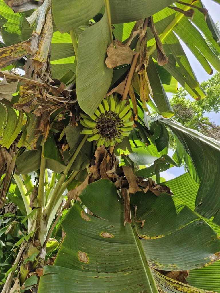 Musa X Paradisiaca
