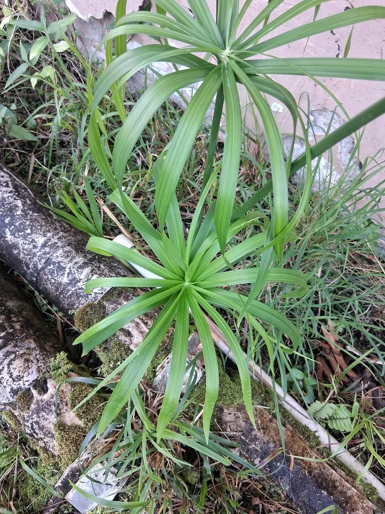 Cyperus Alternifolius