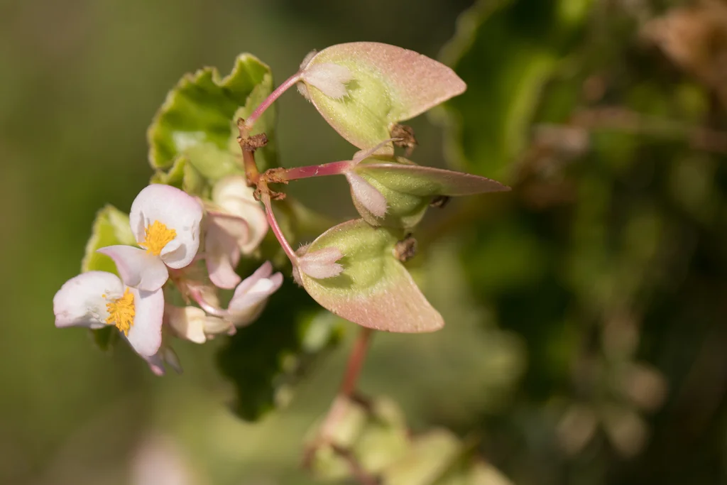 Begonia semperflorens