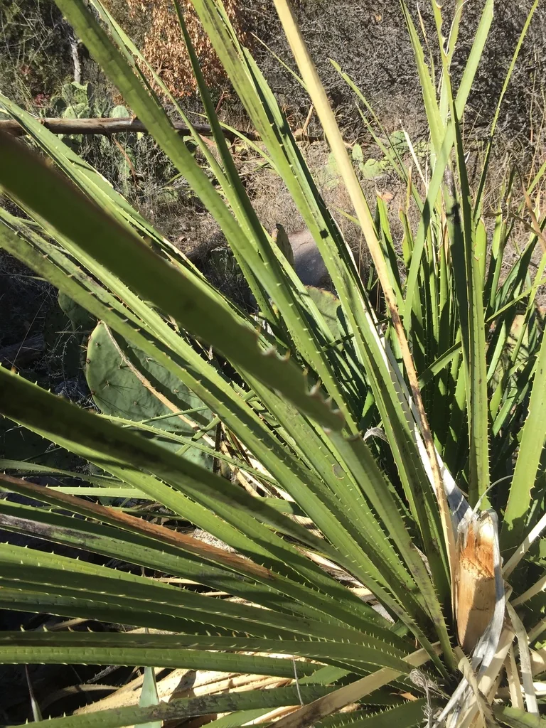 Dasylirion Leiophyllum
