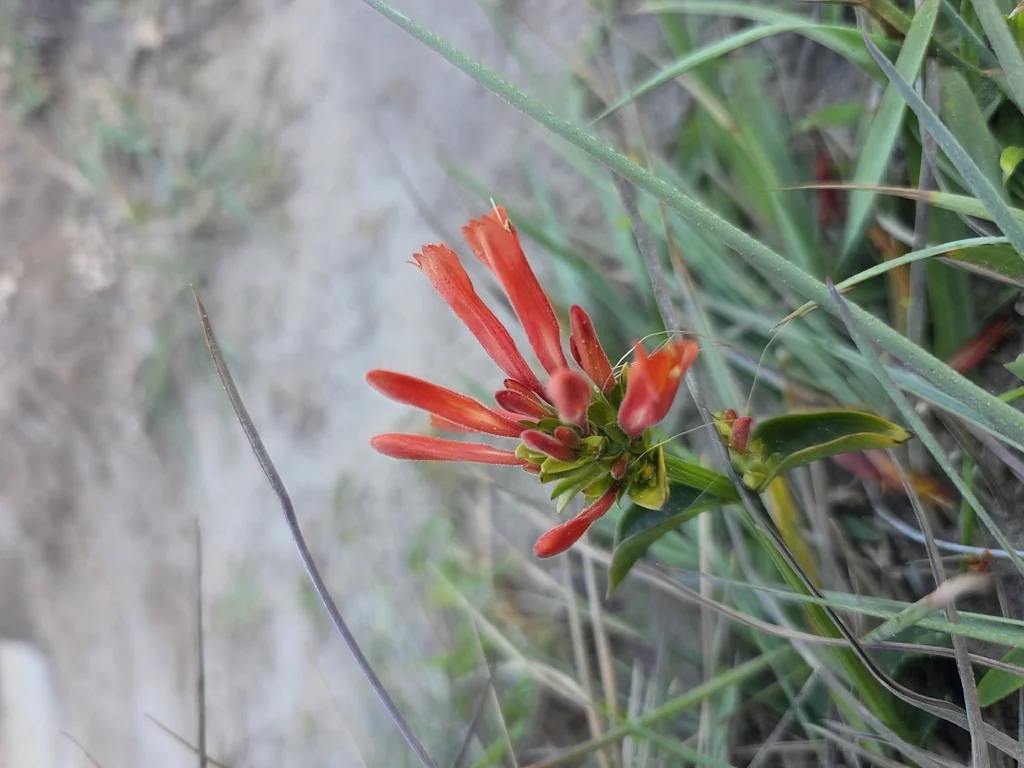 Dicliptera Suberecta